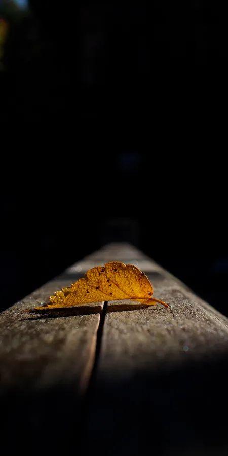 Golden Autumn Leaf Wallpaper