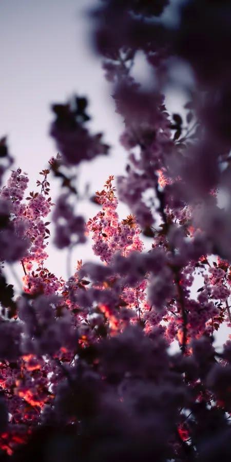 Moody Dusk Sakura Wallpaper