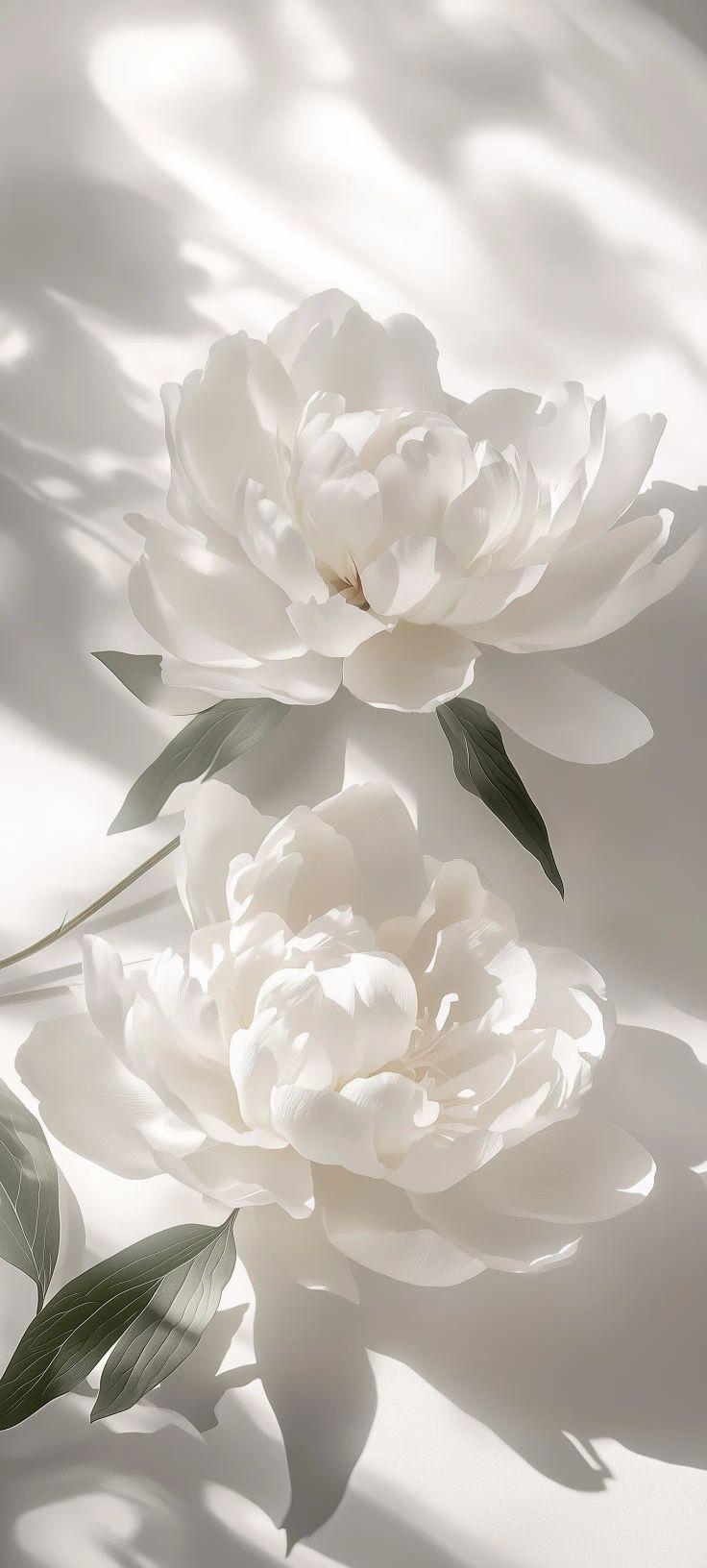 Serene White Peony Wallpaper