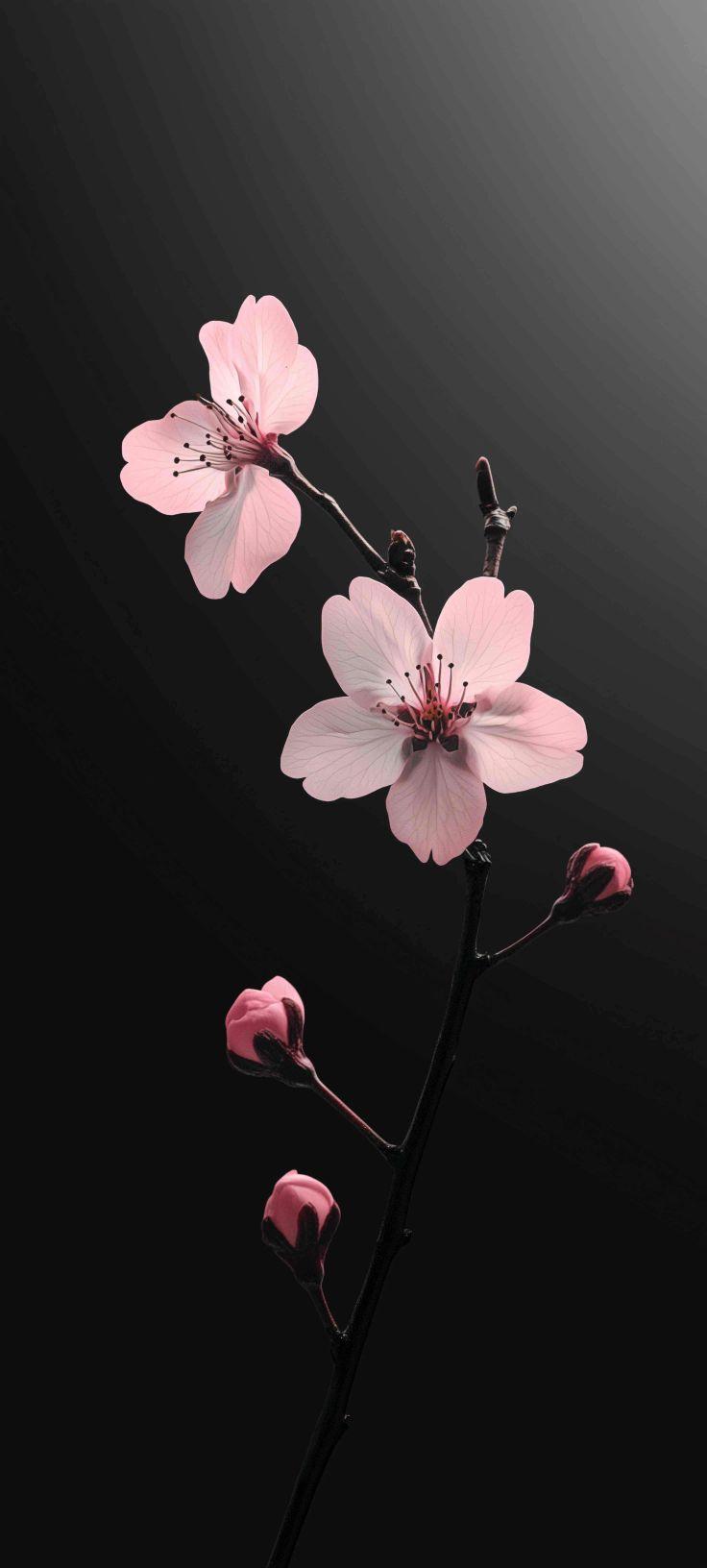 Minimalist Pink Cherry Blossom Wallpaper