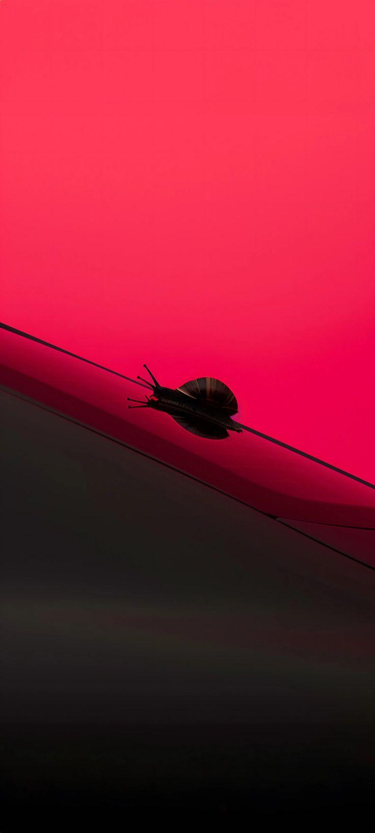 Minimalist Snail Silhouette on Vivid Pink Wallpaper