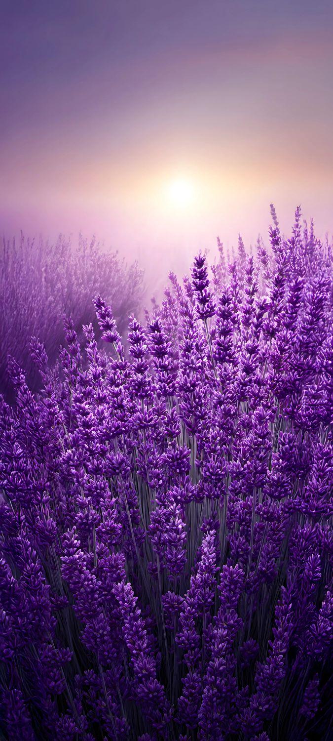 Misty Purple Lavender Field Sunrise Wallpaper