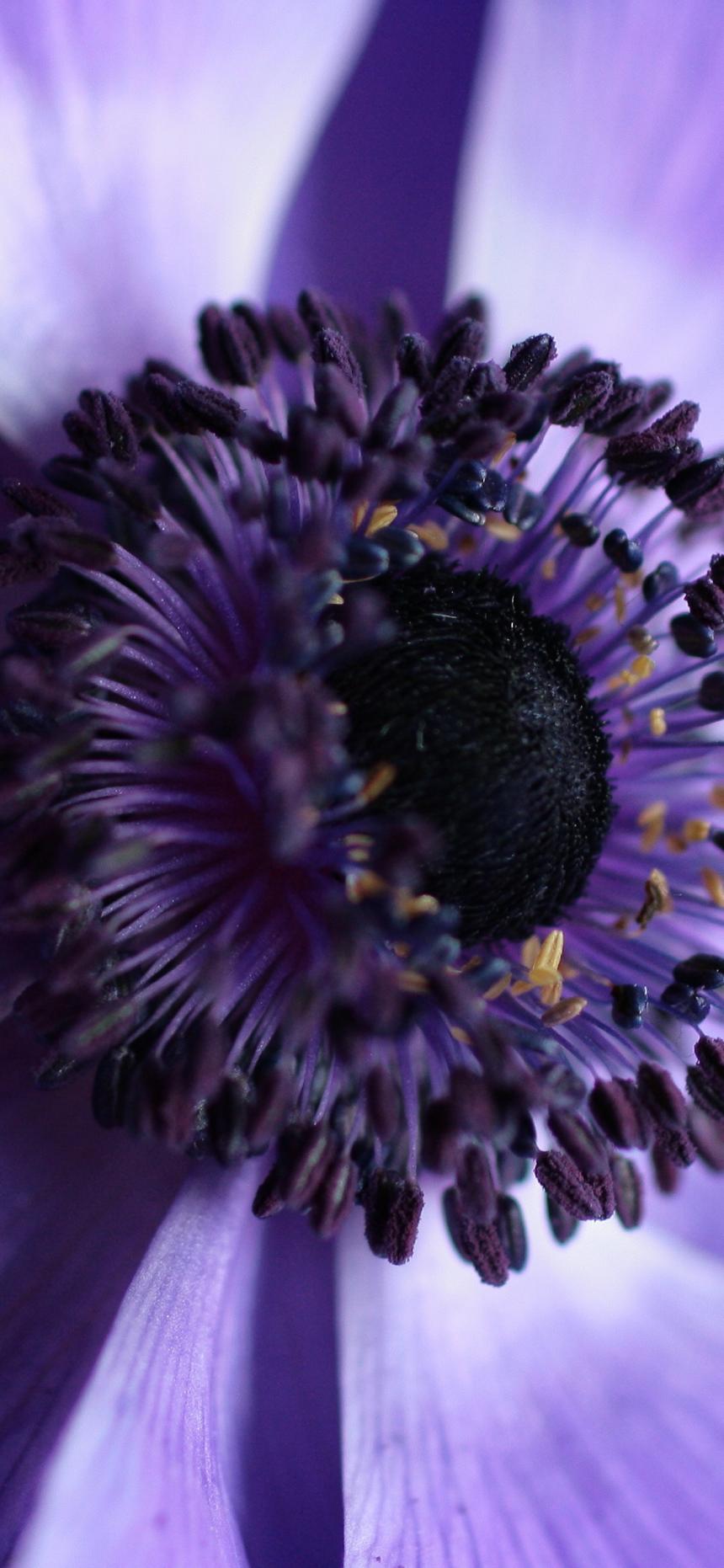 Purple Flower Macro Bloom Close-Up Wallpaper