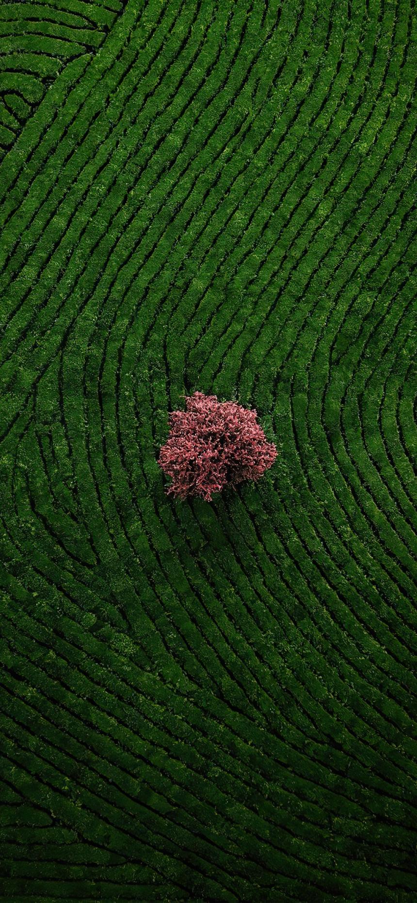 Lone Pink Tree in Green Terraced Fields Wallpaper