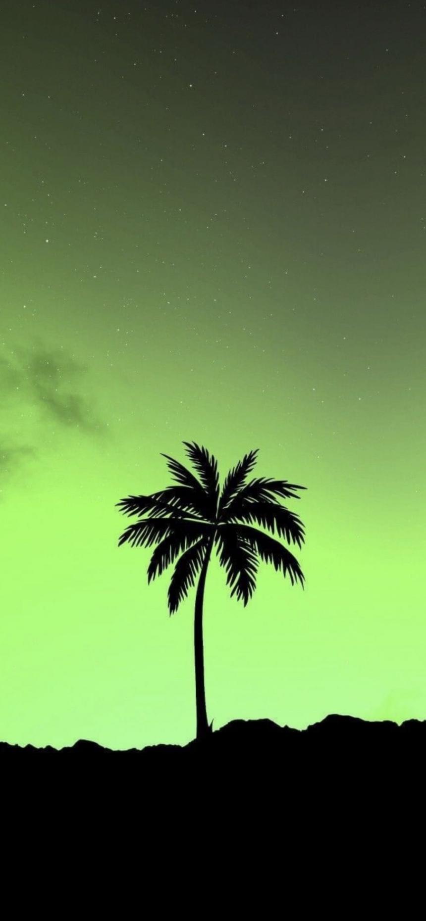 Tropical Palm Tree Night Sky Wallpaper