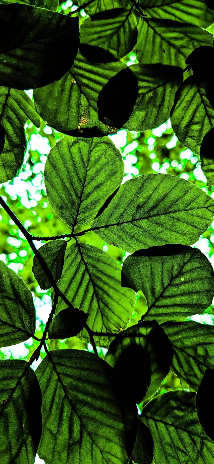 Green Nature Leaves Wallpaper – Vibrant Forest Canopy Background