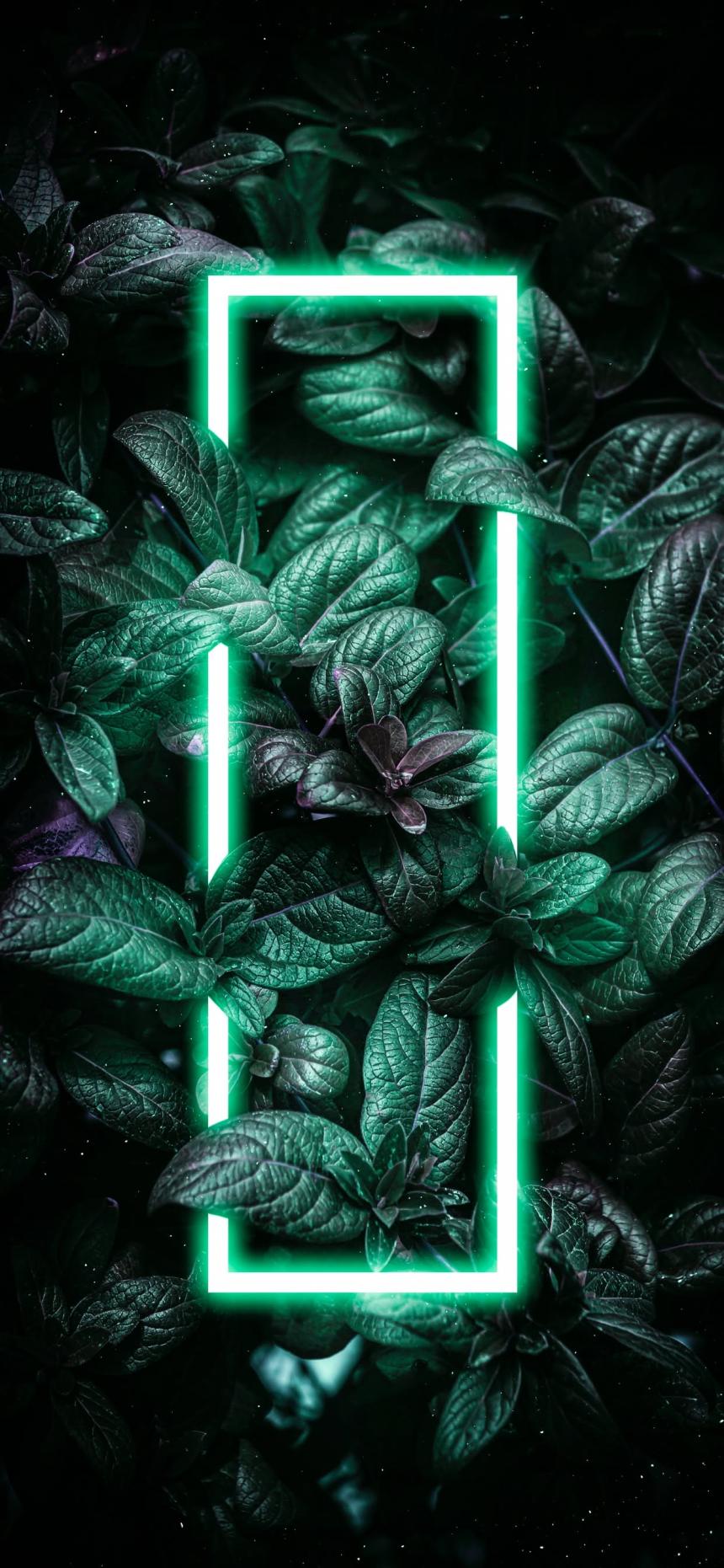 Glowing Neon Frame Foliage Wallpaper