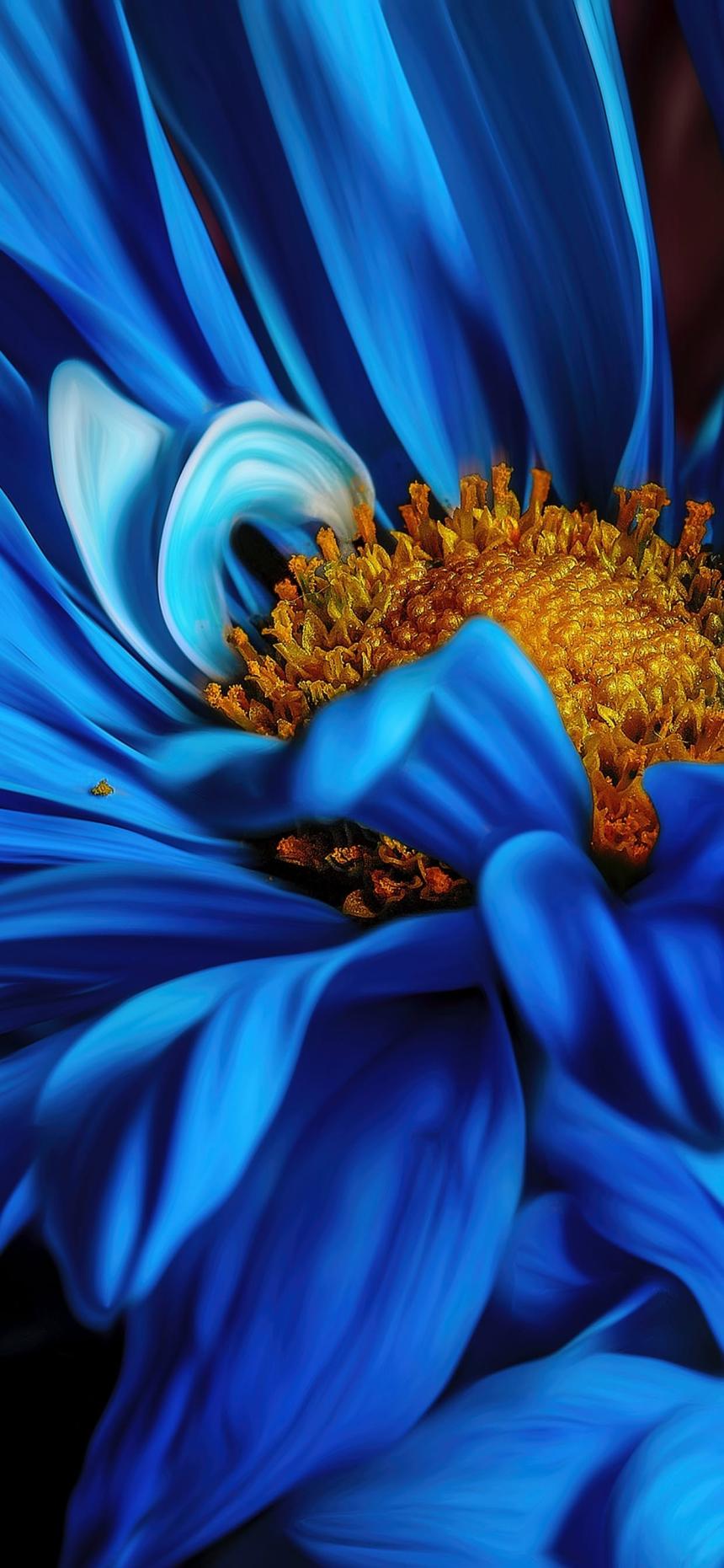 Macro Electric Blue Gerbera Daisy Wallpaper