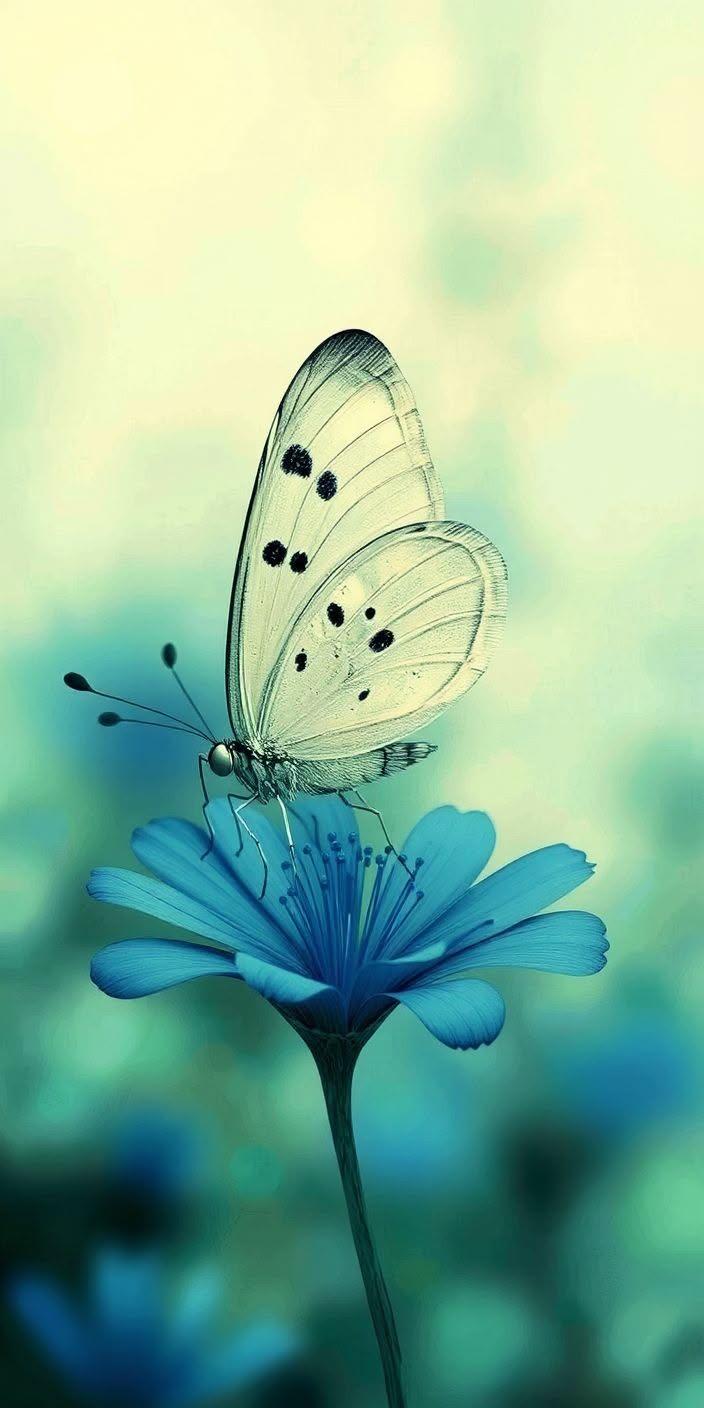 White Butterfly on Blue Flower Wallpaper