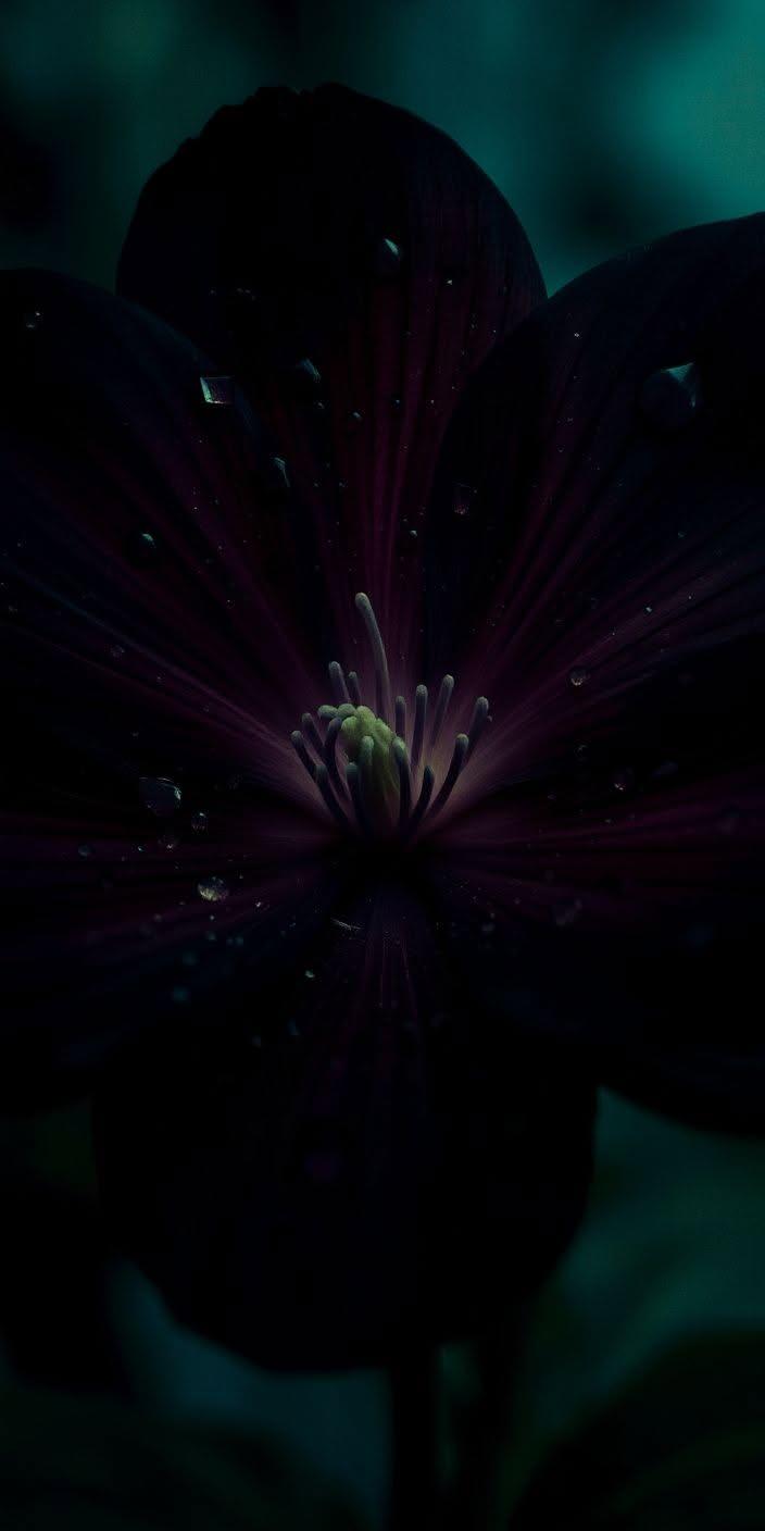 Dark Midnight Flower Wallpaper