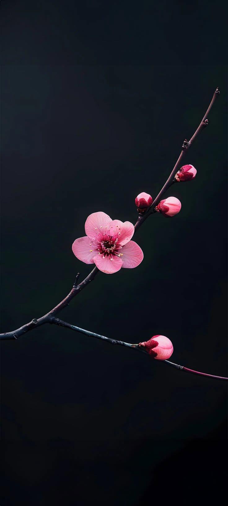 Pink Blossom Dark Wallpaper 🌸🖤