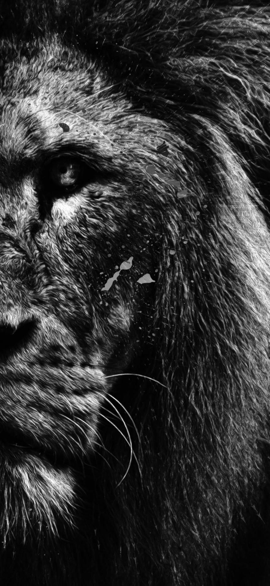 Majestic Black and White Lion Wallpaper