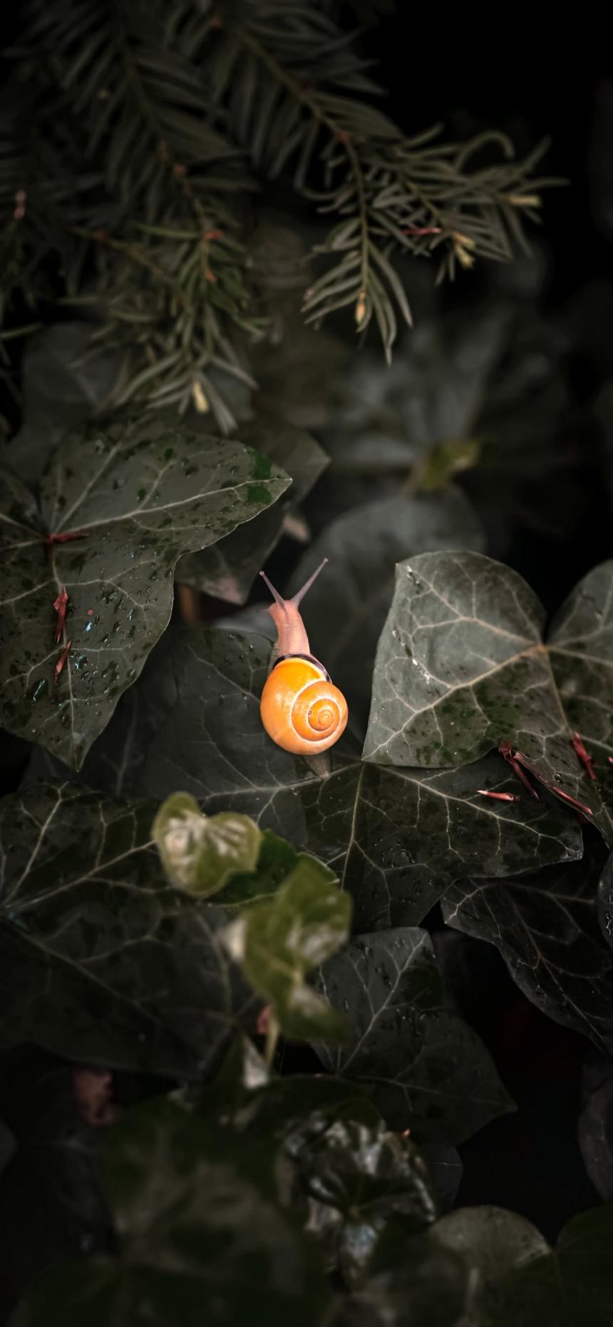 Cute Golden Snail Wallpaper – Moody Nature Macro 4K
