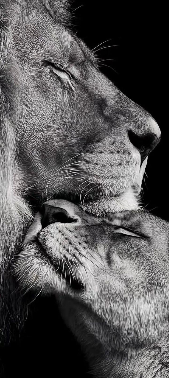 Lion Love Wallpaper – Majestic Black & White 4K