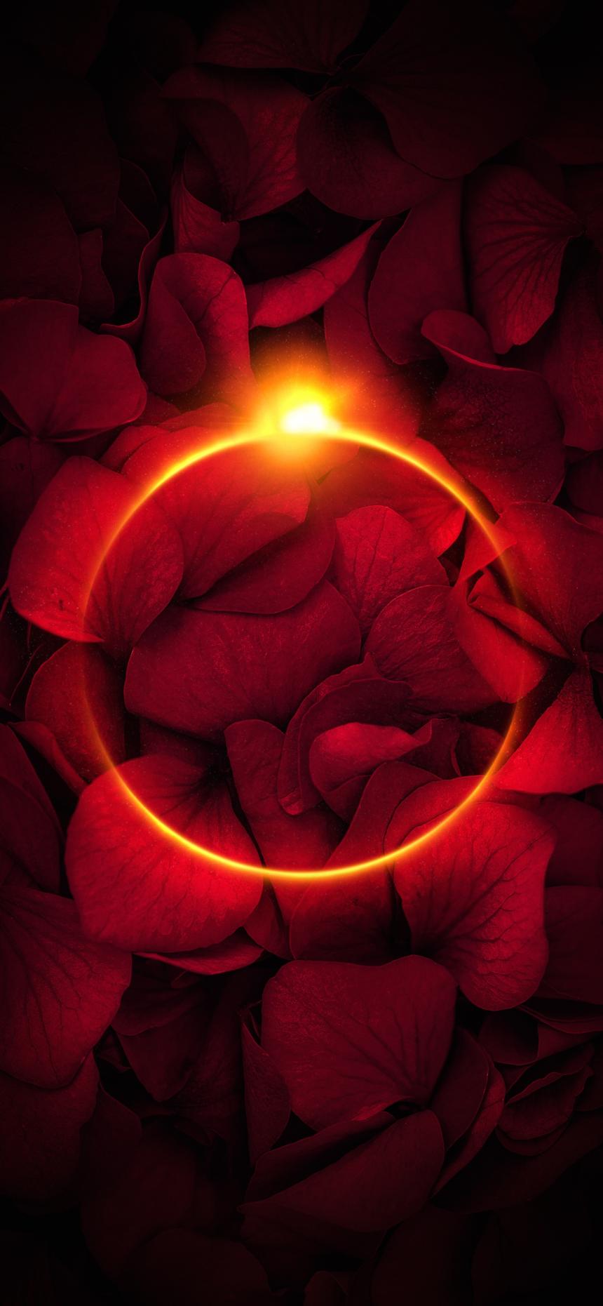 Red Rose Petals Wallpaper – Glowing Eclipse 4K