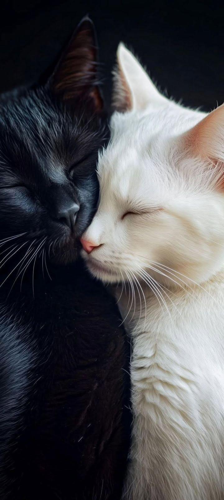 Black & White Cats Cuddling | Cute Love Wallpaper