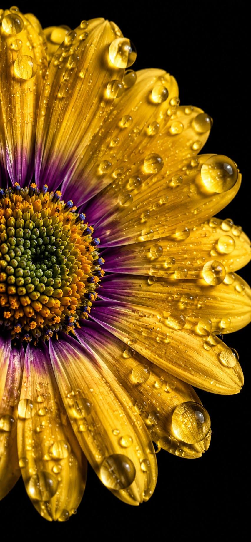 Golden Daisy Macro with Dew Drops Black Background 4K Wallpaper