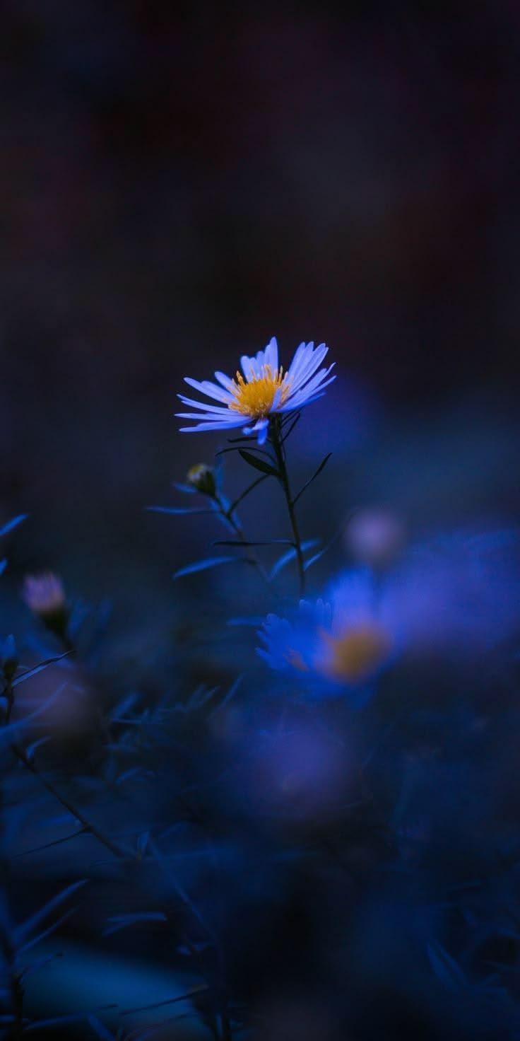 Deep Blue Blossom Wallpaper