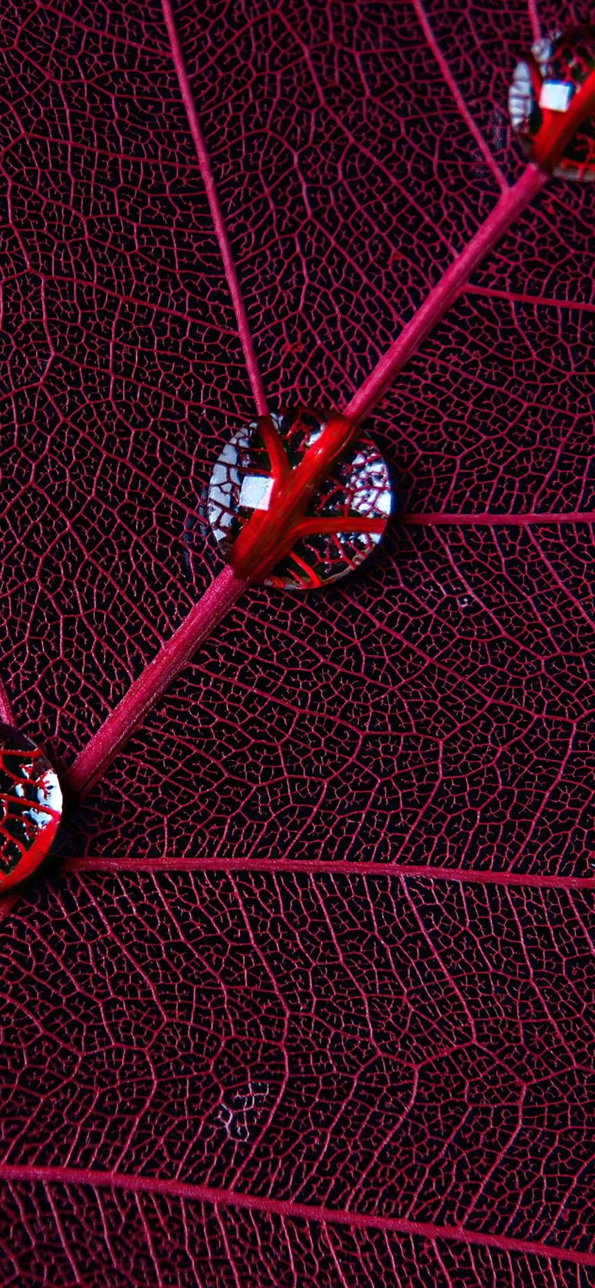 Neon Red Leaf Texture Abstract Wallpaper