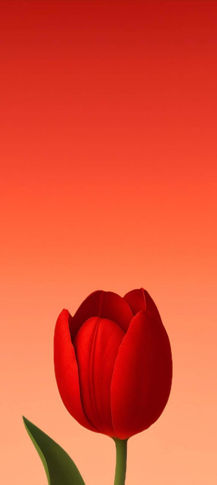 Minimalist Red Tulip Sunset Wallpaper for iPhone