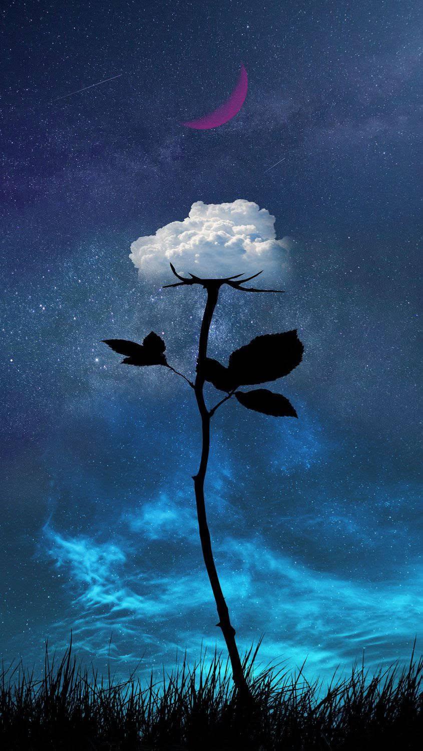 Surreal Cloud Rose Wallpaper