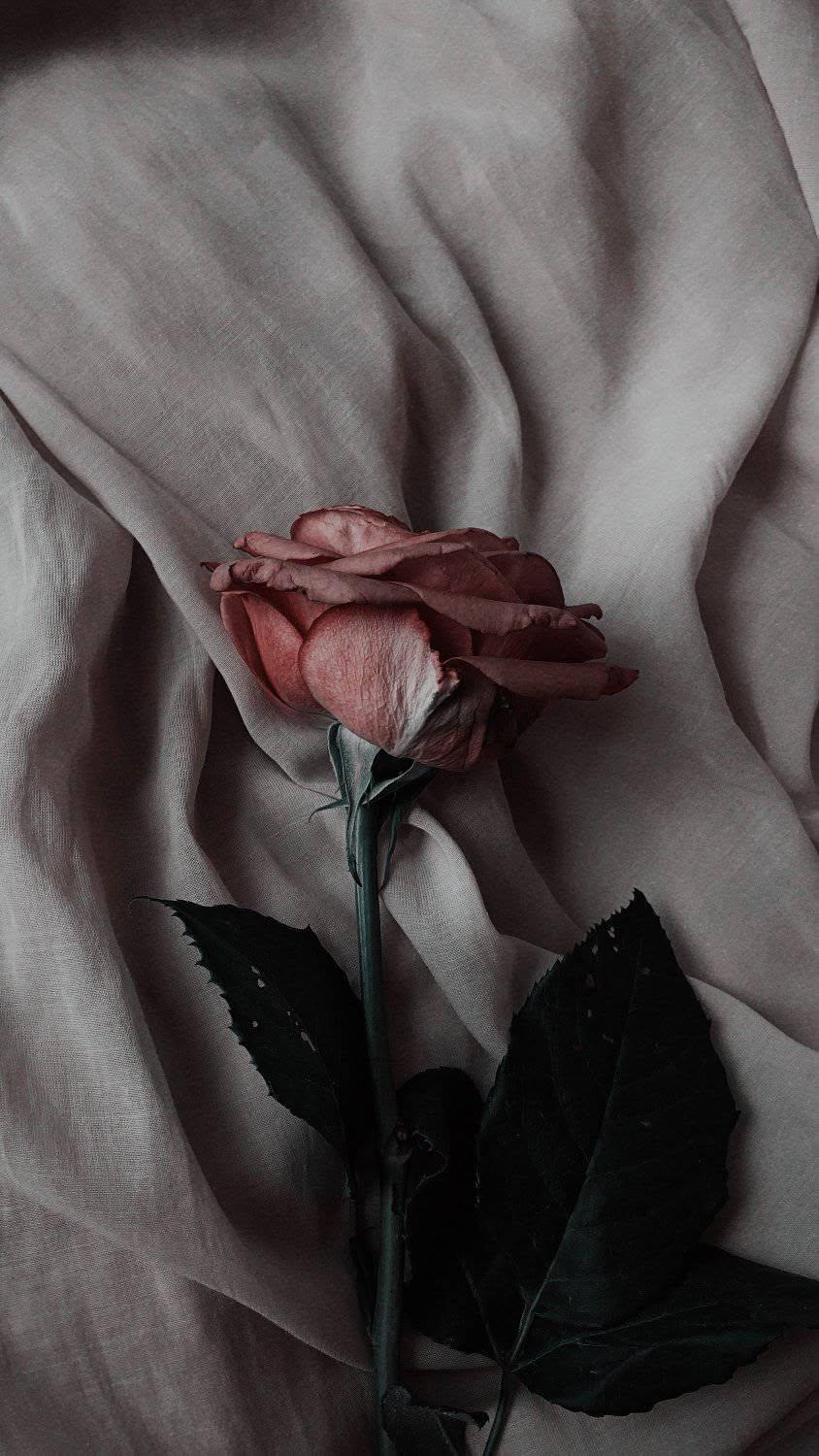 Moody Rose Aesthetic Wallpaper
