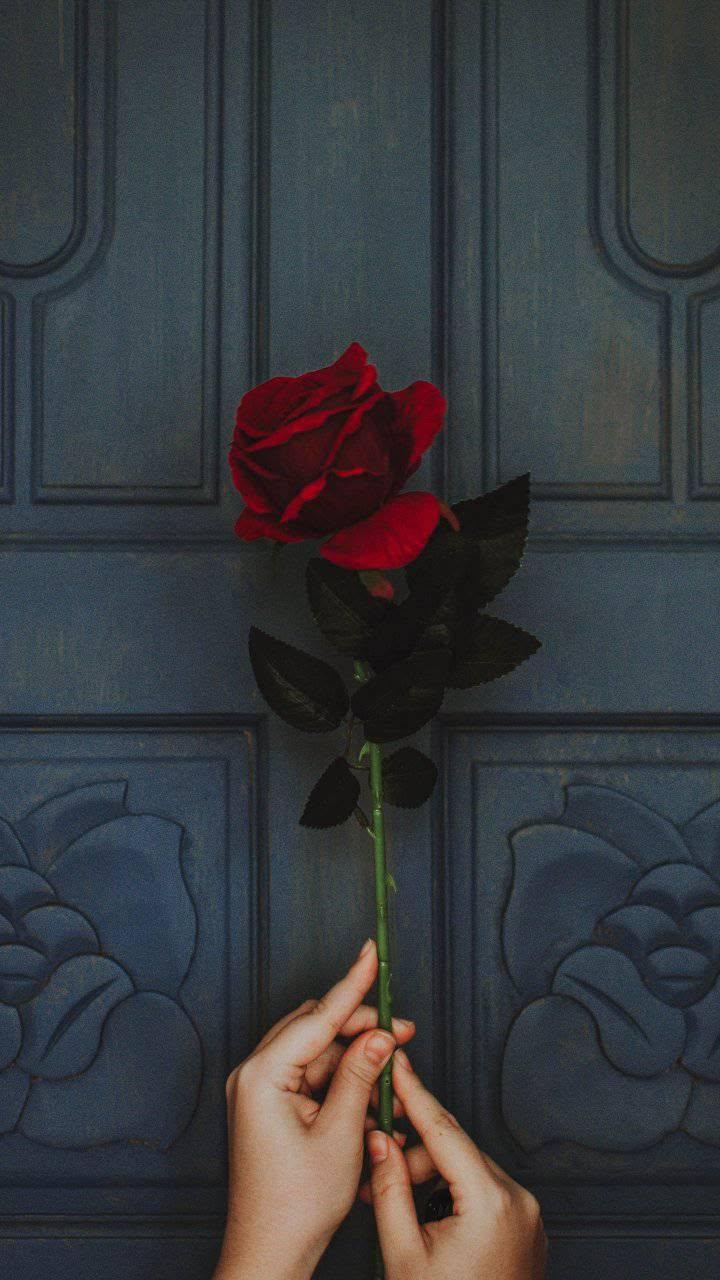 Elegant Red Rose Wallpaper