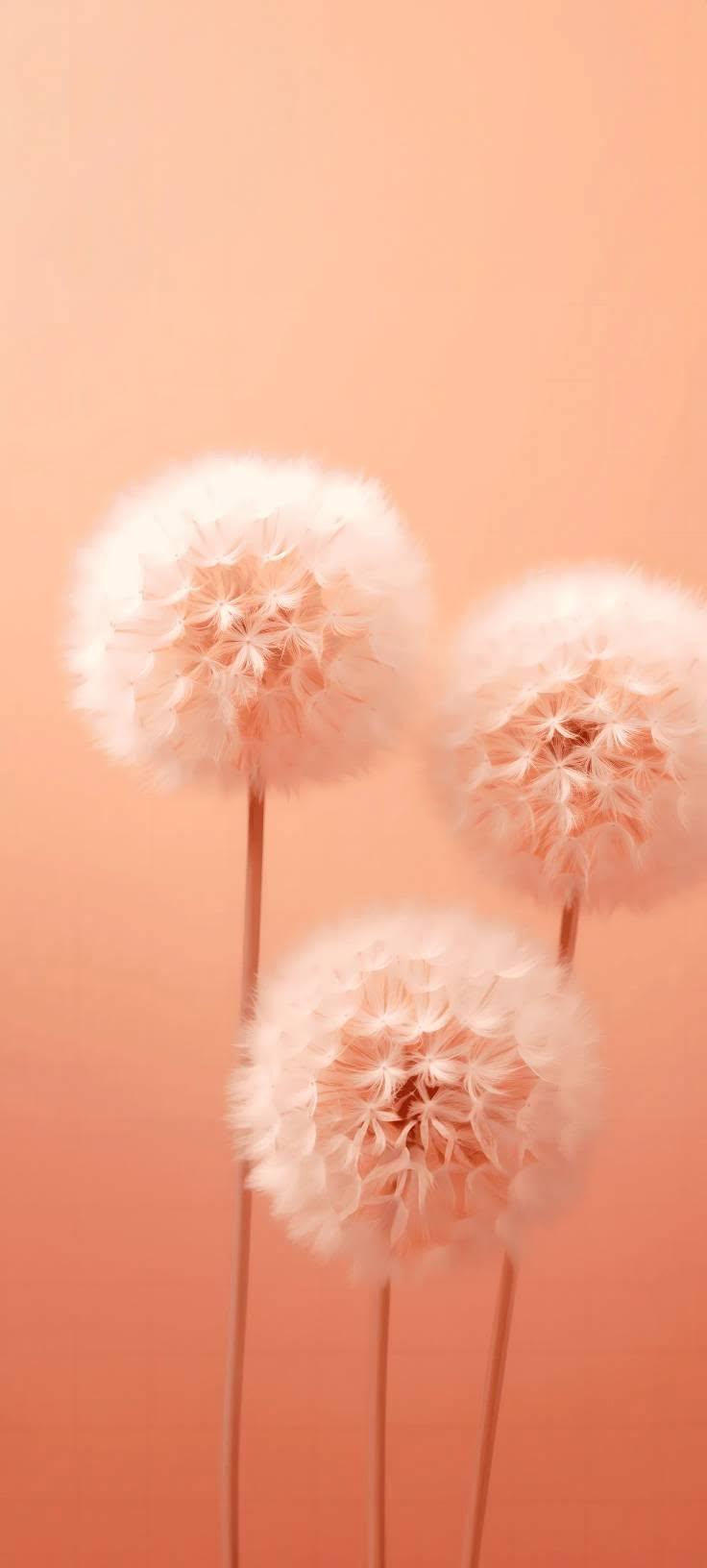 Peach Dandelion Wallpaper