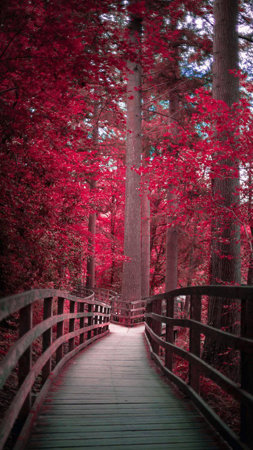 Red Autumn Forest Path Wallpaper
