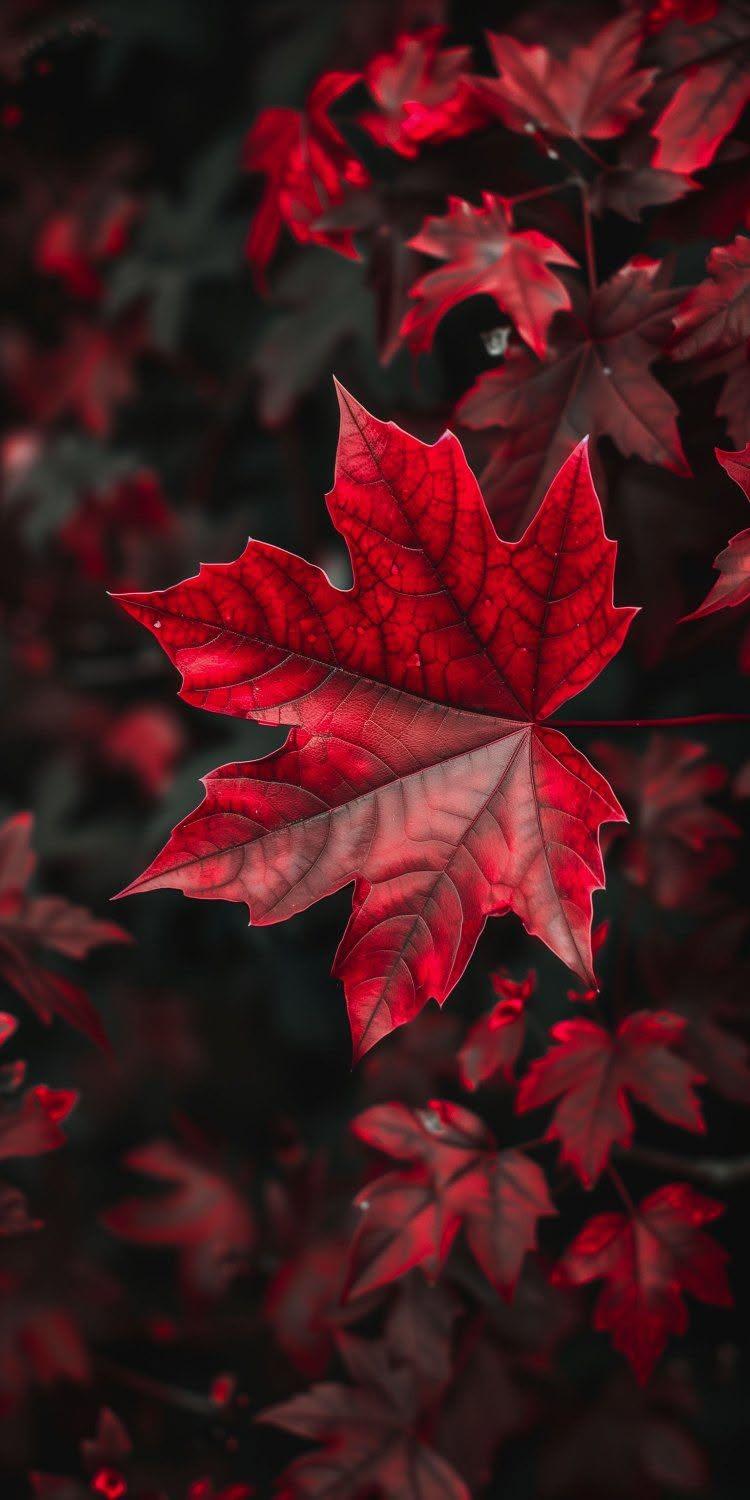 Crimson Maple Leaf Wallpaper