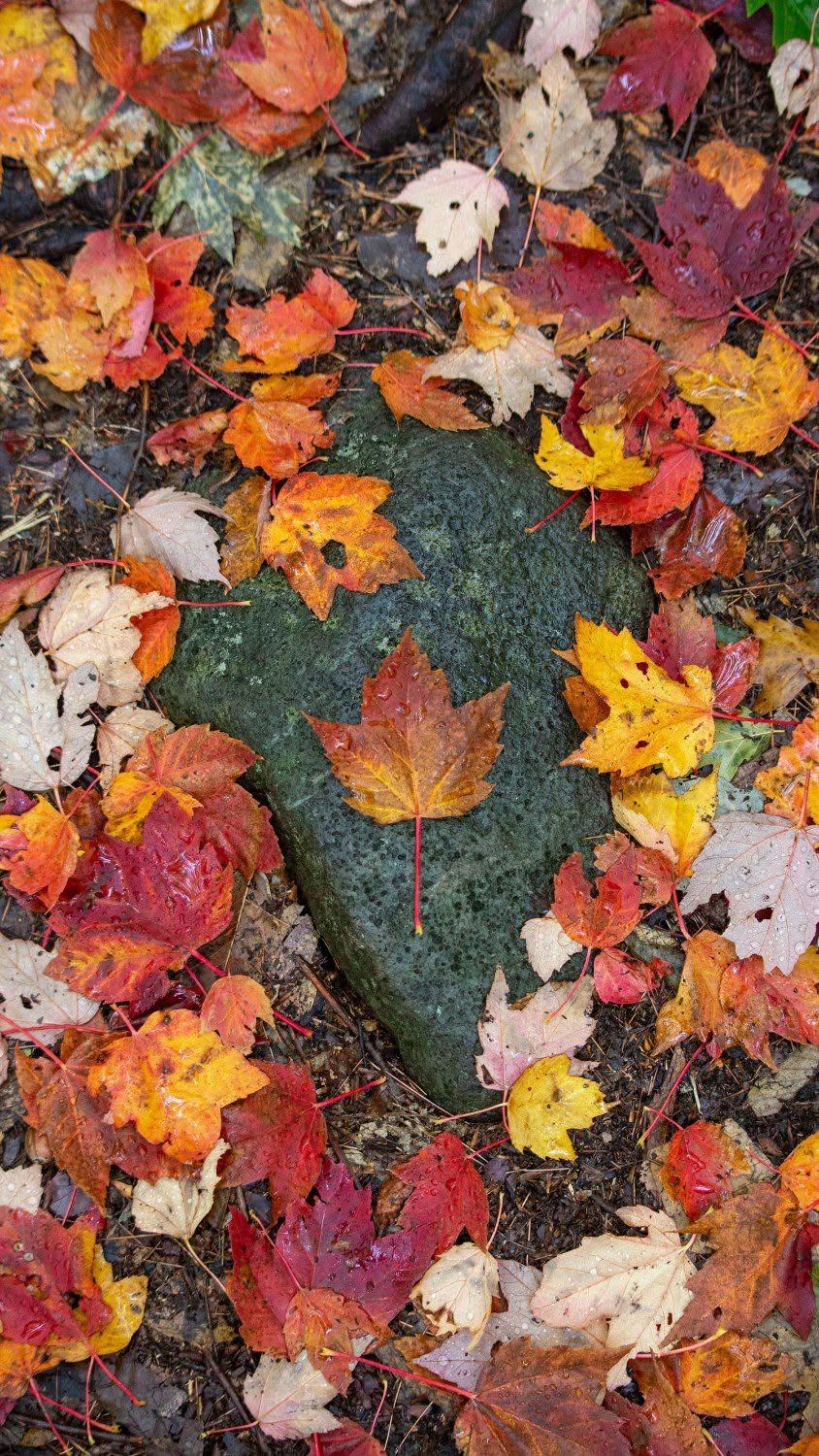 Maple Leaf on Mossy Stone