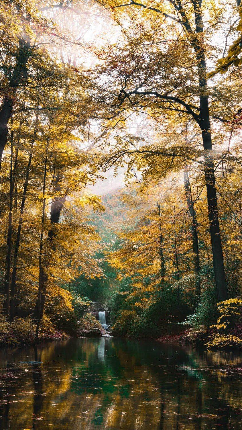 Golden Forest Waterfall