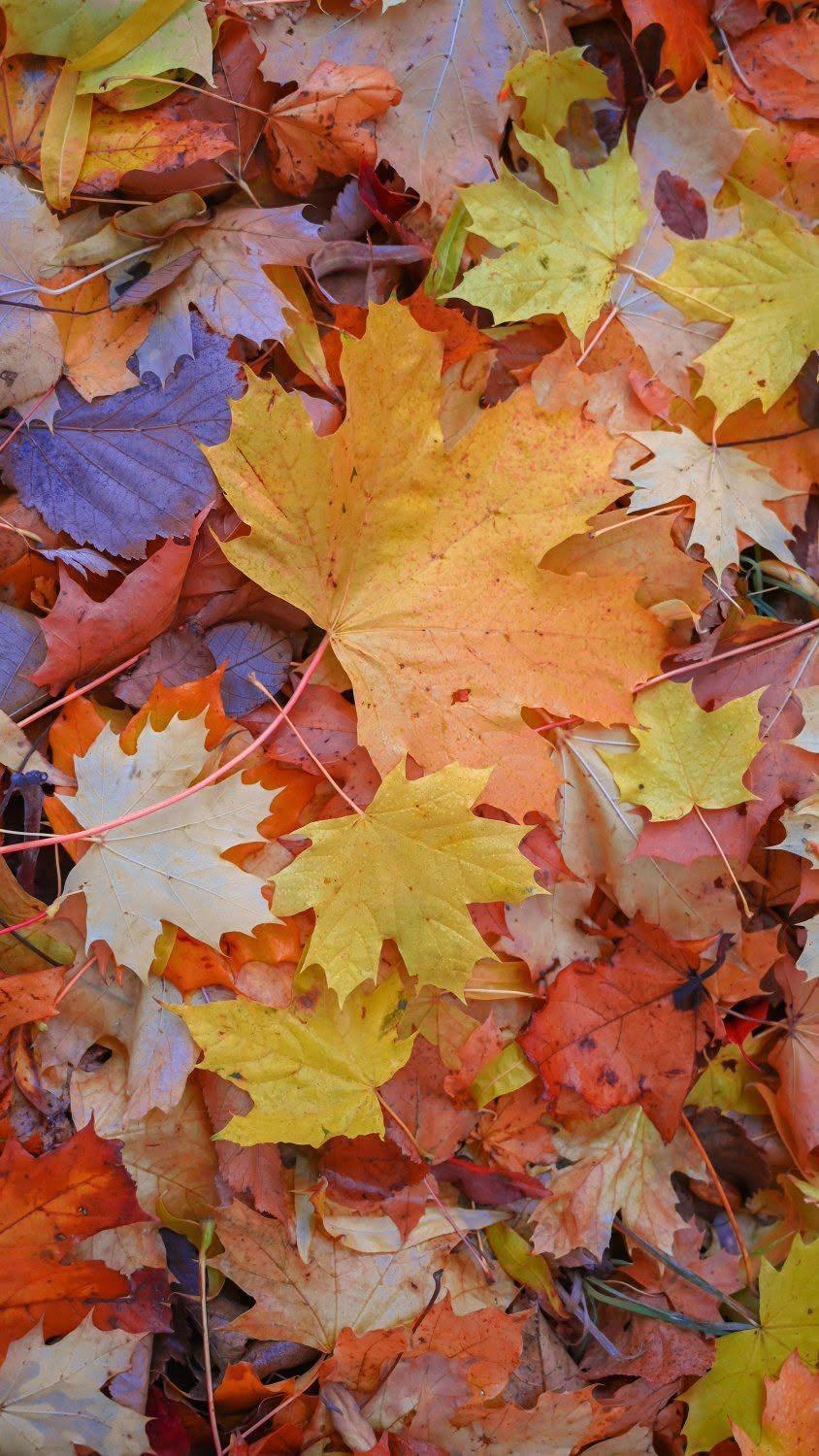 Colorful Autumn Leaf Collage