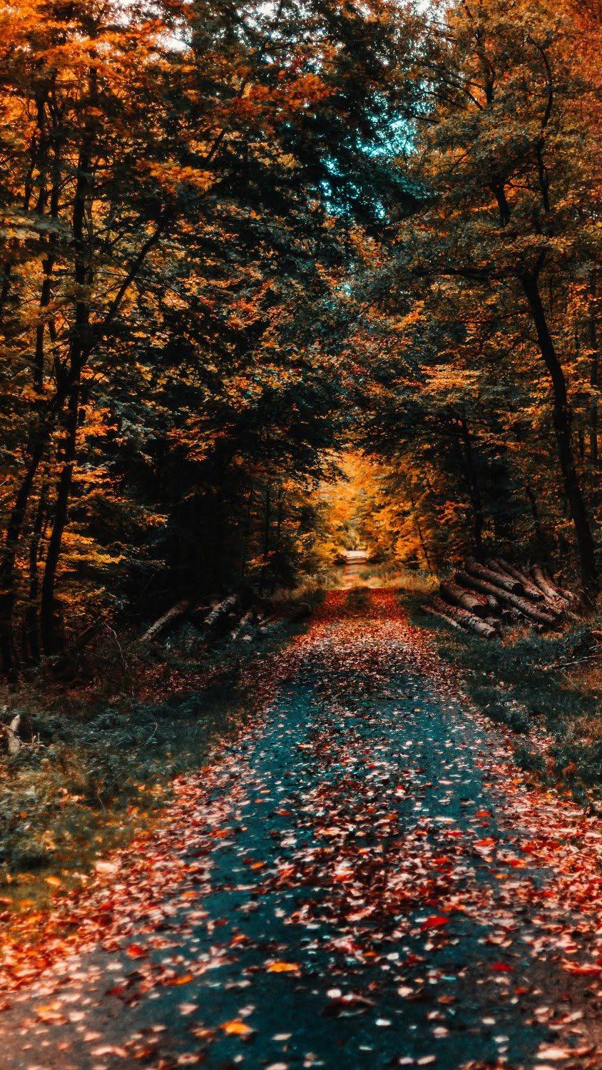 Quiet Autumn Forest Path