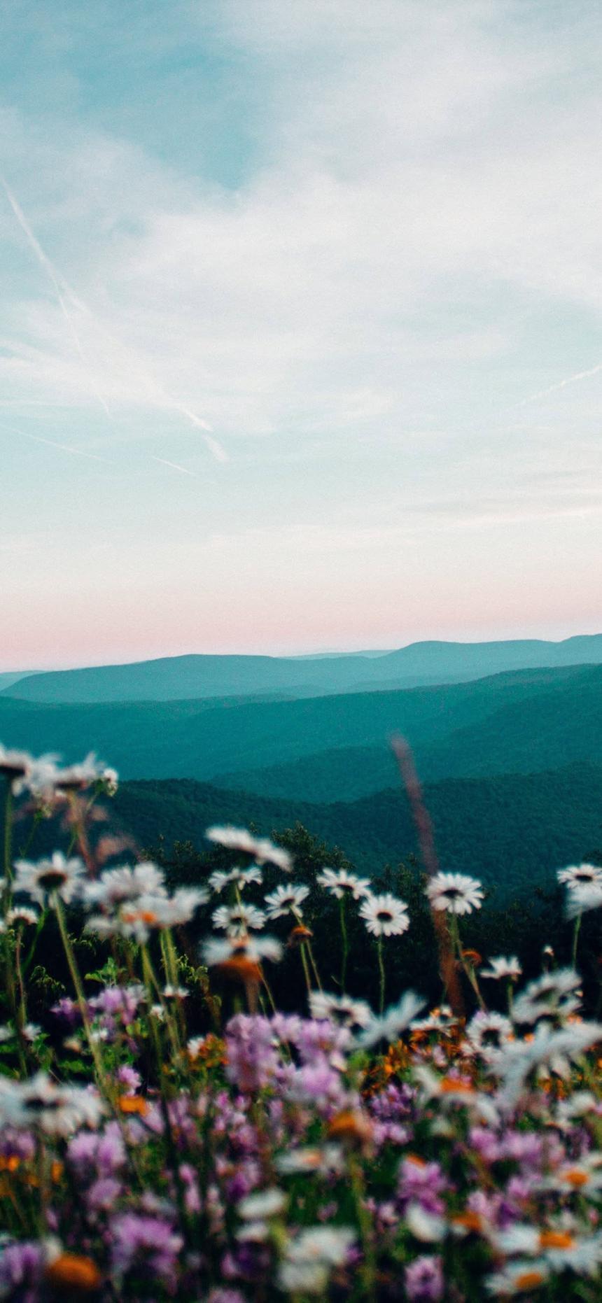 Aesthetic Mountain Wildflower Wallpaper with Daisies and Pink Sunset Sky